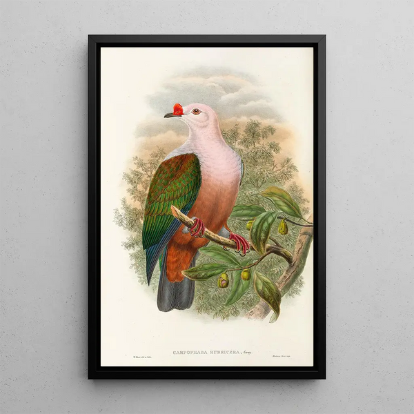 the Birds of New Guinea and Adjacent Papuan Islands Pl63 - John Gould — framed artwork on a wall