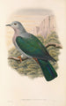 "Les oiseaux de Nouvelle-Guinée et des îles Papoues adjacentes" Pl64 - John Gould — artwork view