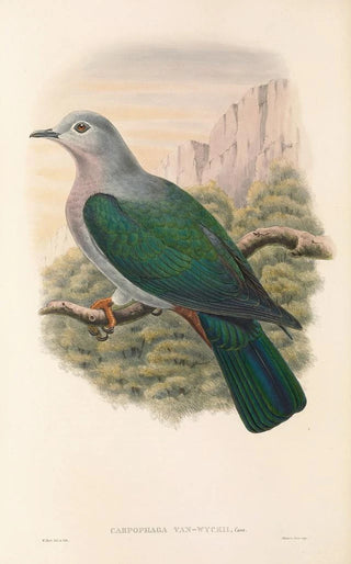 "Les oiseaux de Nouvelle-Guinée et des îles Papoues adjacentes" Pl64 - John Gould — artwork view