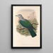 "Les oiseaux de Nouvelle-Guinée et des îles Papoues adjacentes" Pl64 - John Gould — framed artwork on a wall
