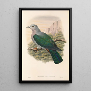 "Les oiseaux de Nouvelle-Guinée et des îles Papoues adjacentes" Pl64 - John Gould — framed artwork on a wall