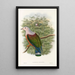 The Birds of New Guinea and Adjacent Papuan Islands Pl65 - John Gould — framed artwork on a wall
