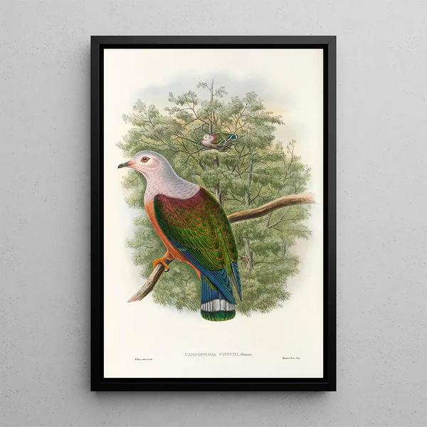 The Birds of New Guinea and Adjacent Papuan Islands Pl65 - John Gould — framed artwork on a wall