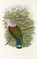 The Birds of New Guinea and Adjacent Papuan Islands Pl65 - John Gould — artwork view