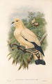 John Gould's "Les oiseaux de Nouvelle-Guinée et des îles Papoues adjacentes" Pl66 — artwork view