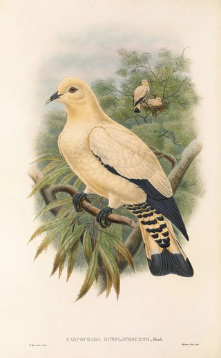 John Gould's "Les oiseaux de Nouvelle-Guinée et des îles Papoues adjacentes" Pl66 — artwork view