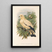 John Gould's "Les oiseaux de Nouvelle-Guinée et des îles Papoues adjacentes" Pl66 — framed artwork on a wall