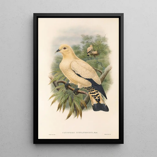 John Gould's "Les oiseaux de Nouvelle-Guinée et des îles Papoues adjacentes" Pl66 — framed artwork on a wall