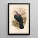 The Birds of New Guinea and Adjacent Papuan Islands Pl67 - John Gould — framed artwork on a wall