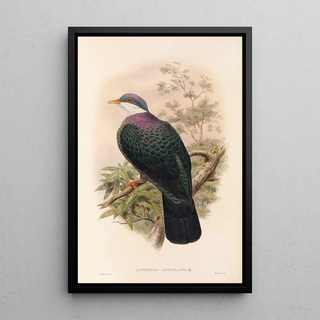 The Birds of New Guinea and Adjacent Papuan Islands Pl67 - John Gould — framed artwork on a wall