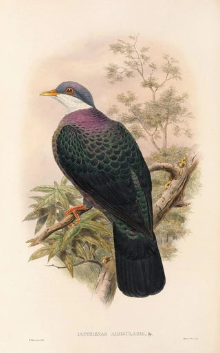 The Birds of New Guinea and Adjacent Papuan Islands Pl67 - John Gould — artwork view