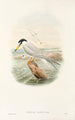 "Les oiseaux de Nouvelle-Guinée et des îles Papoues adjacentes" Pl72 - John Gould — artwork view