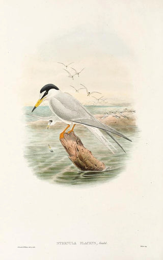 "Les oiseaux de Nouvelle-Guinée et des îles Papoues adjacentes" Pl72 - John Gould — artwork view