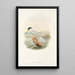 "Les oiseaux de Nouvelle-Guinée et des îles Papoues adjacentes" Pl72 - John Gould — framed artwork on a wall