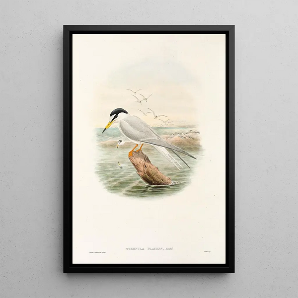 "Les oiseaux de Nouvelle-Guinée et des îles Papoues adjacentes" Pl72 - John Gould — framed artwork on a wall