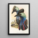 Les oiseaux de Nouvelle-Guinée et des îles Papoues adjacentes Pl73 - John Gould — framed artwork on a wall
