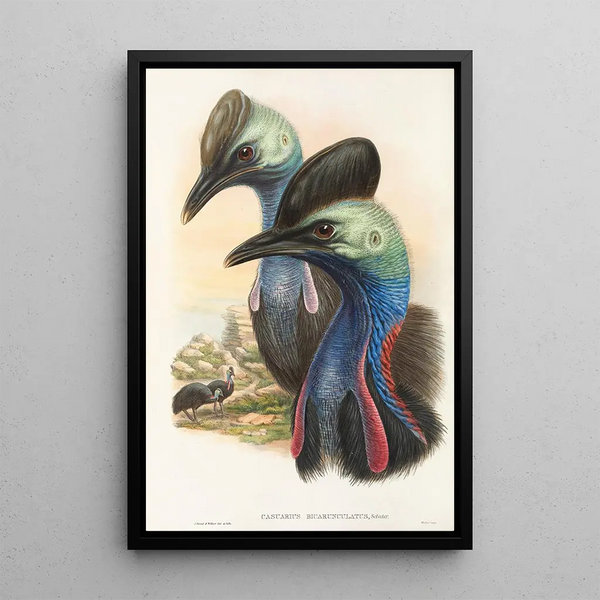 Les oiseaux de Nouvelle-Guinée et des îles Papoues adjacentes Pl73 - John Gould — framed artwork on a wall