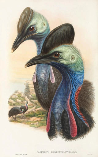 Les oiseaux de Nouvelle-Guinée et des îles Papoues adjacentes Pl73 - John Gould — artwork view