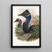the Birds of New Guinea and Adjacent Papuan Islands Pl74 - John Gould — framed artwork on a wall