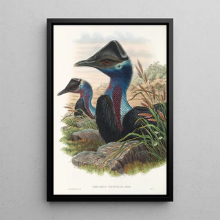the Birds of New Guinea and Adjacent Papuan Islands Pl74 - John Gould — framed artwork on a wall