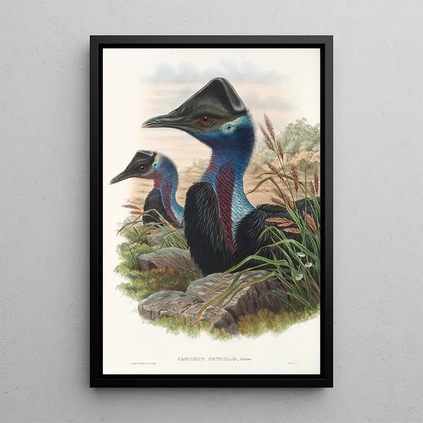 the Birds of New Guinea and Adjacent Papuan Islands Pl74 - John Gould — framed artwork on a wall