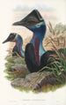 the Birds of New Guinea and Adjacent Papuan Islands Pl74 - John Gould — artwork view