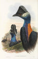 Les oiseaux de Nouvelle-Guinée et des îles Papoues adjacentes Pl75 - John Gould — artwork view
