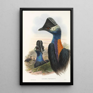 Les oiseaux de Nouvelle-Guinée et des îles Papoues adjacentes Pl75 - John Gould — framed artwork on a wall