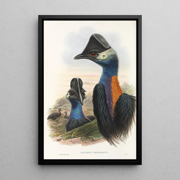 Les oiseaux de Nouvelle-Guinée et des îles Papoues adjacentes Pl75 - John Gould — framed artwork on a wall
