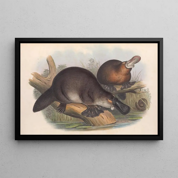 Les mammifères d'Australie Pl001 - John Gould — framed artwork on a wall