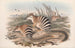 The Mammals of Australia Pl004 - John Gould — artwork view