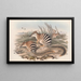 The Mammals of Australia Pl004 - John Gould — framed artwork on a wall