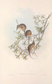 Les mammifères d'Australie Pl005 - John Gould — artwork view