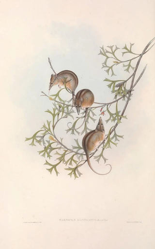Les mammifères d'Australie Pl005 - John Gould — artwork view