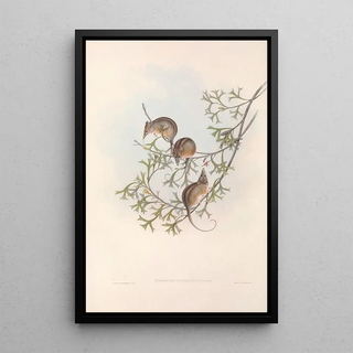 Les mammifères d'Australie Pl005 - John Gould — framed artwork on a wall