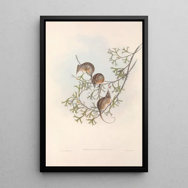 Les mammifères d'Australie Pl005 - John Gould — framed artwork on a wall