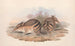 Les Mammifères d'Australie Pl008 - John Gould — artwork view