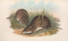 Les mammifères d'Australie Pl012 - John Gould — artwork view