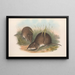 Les mammifères d'Australie Pl012 - John Gould — framed artwork on a wall