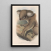 Les mammifères d'Australie Pl013 - John Gould — framed artwork on a wall