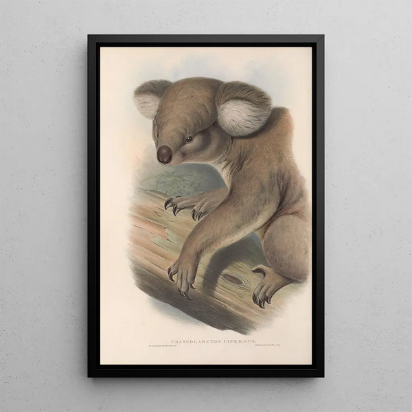 Les mammifères d'Australie Pl013 - John Gould — framed artwork on a wall
