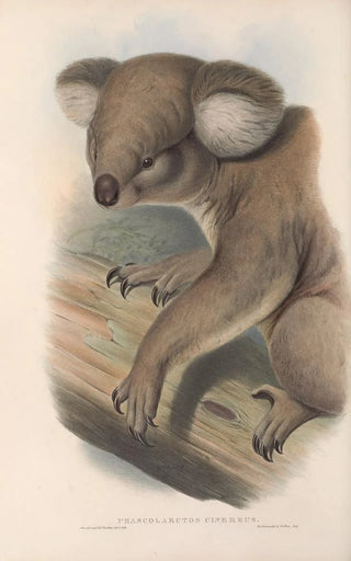 Les mammifères d'Australie Pl013 - John Gould — artwork view