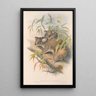 Les mammifères d'Australie Pl014 - John Gould — framed artwork on a wall