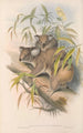 Les mammifères d'Australie Pl014 - John Gould — artwork view