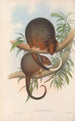 Les mammifères d'Australie Pl018 - John Gould — artwork view