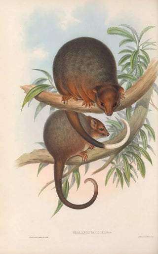 Les mammifères d'Australie Pl018 - John Gould — artwork view