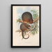 Les mammifères d'Australie Pl018 - John Gould — framed artwork on a wall