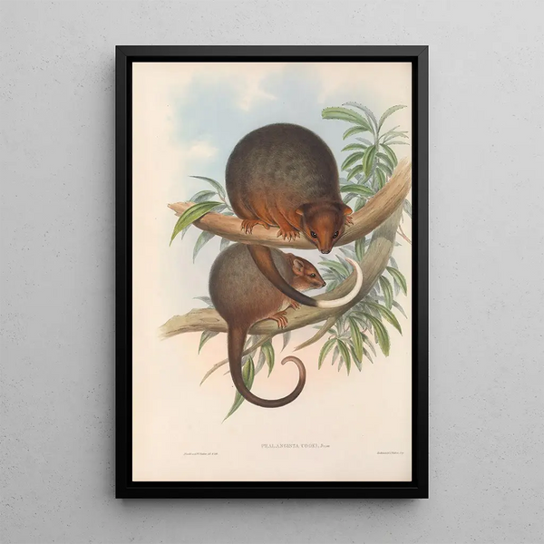 Les mammifères d'Australie Pl018 - John Gould — framed artwork on a wall