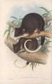 Les mammifères d'Australie Pl019 - John Gould — artwork view