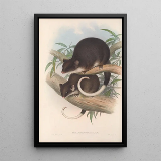 Les mammifères d'Australie Pl019 - John Gould — framed artwork on a wall